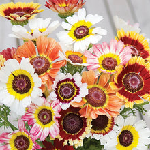 Load image into Gallery viewer, Chrysanthemum, Tricolor Daisy
