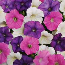 Load image into Gallery viewer, Petunia, Spark Mix
