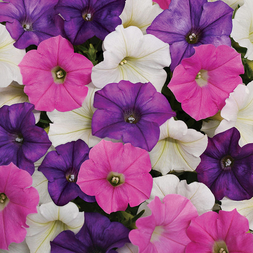 Petunia, Spark Mix