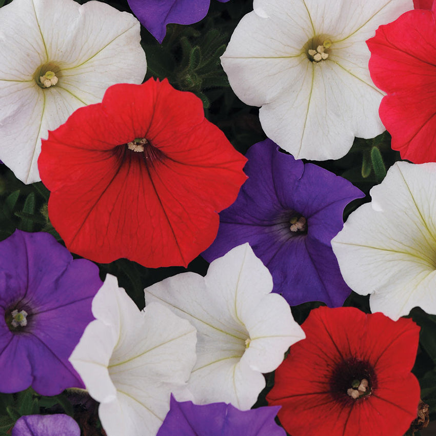 Petunia, Shock Wave Volt