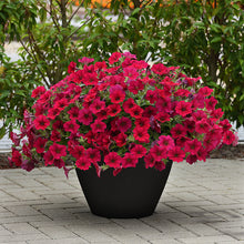 Load image into Gallery viewer, Petunia, Carmine Velour
