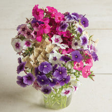 Load image into Gallery viewer, Phlox
