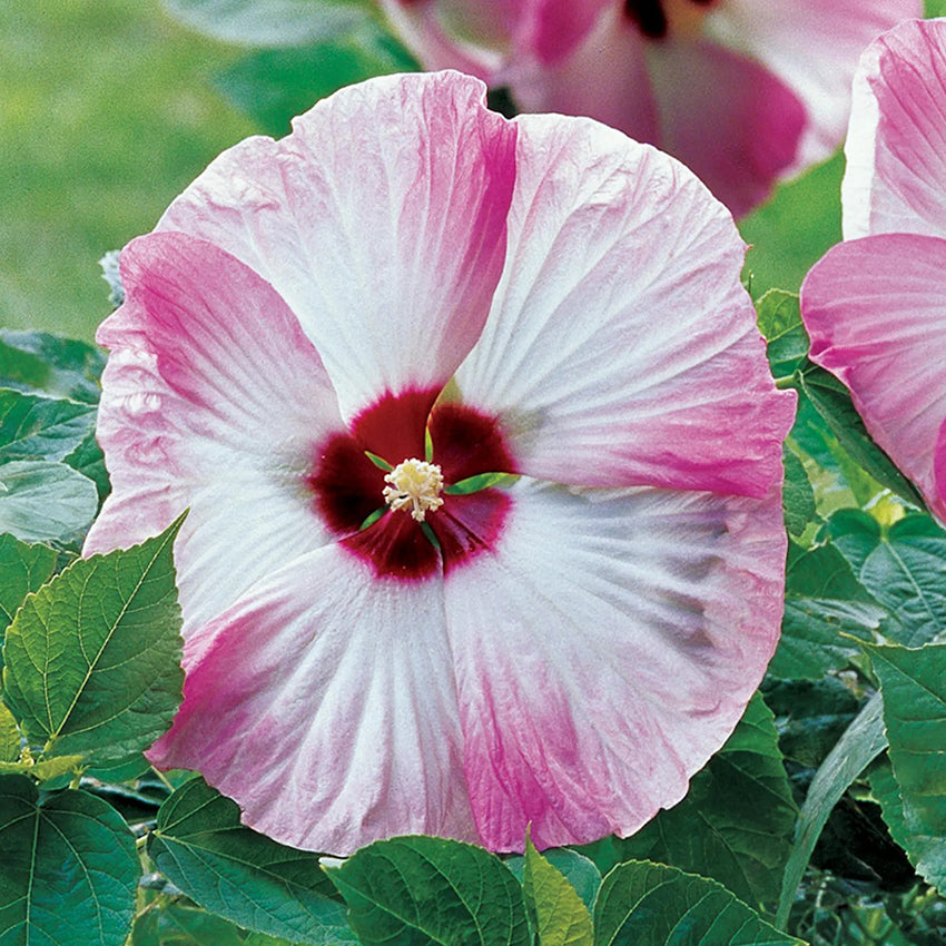 Hibiscus, Pink Swirl