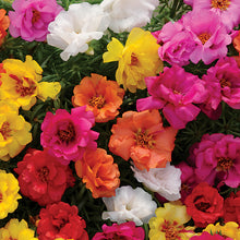 Load image into Gallery viewer, Happy Hour Mix Portulaca
