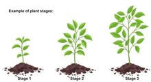 Load image into Gallery viewer, Common Sage
