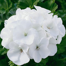 Load image into Gallery viewer, Maverick Geranium, White

