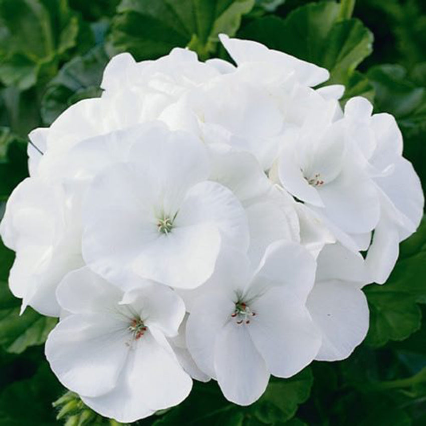 Maverick Geranium, White