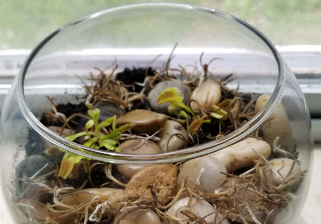 Bog Terrariums with Predatory Carnivorous Plants