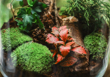 Load image into Gallery viewer, Terrariums with Fine Greenery and Scenic Elements
