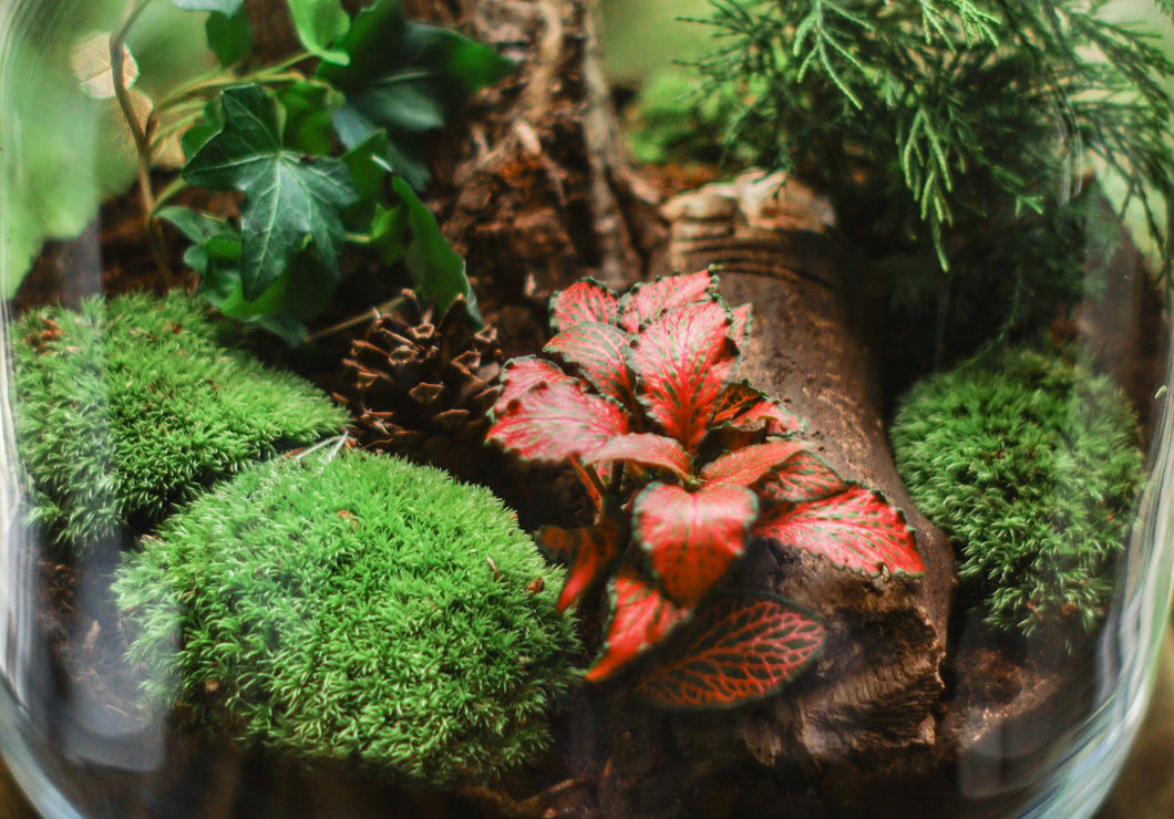 Terrariums with Fine Greenery and Scenic Elements